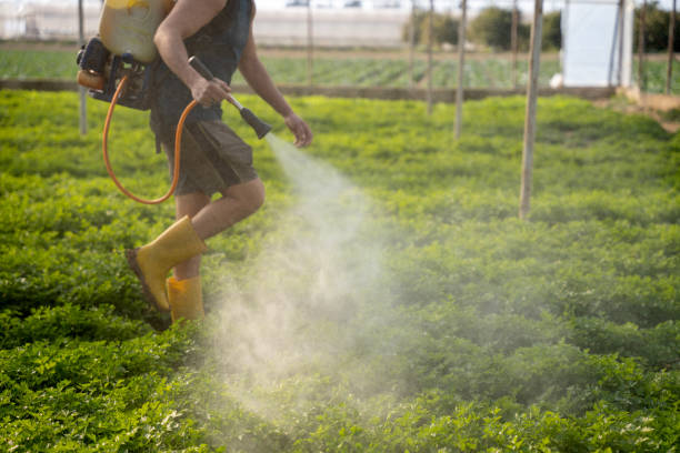 Best Mosquito Control Services  in Los Ranchos, CA