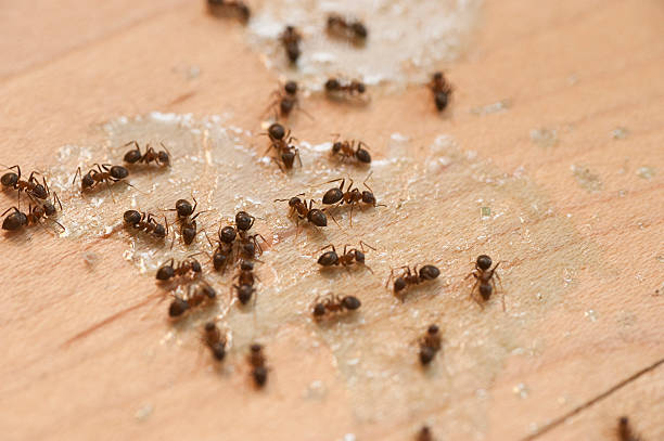 Best Wasp Removal Services  in Los Ranchos, CA