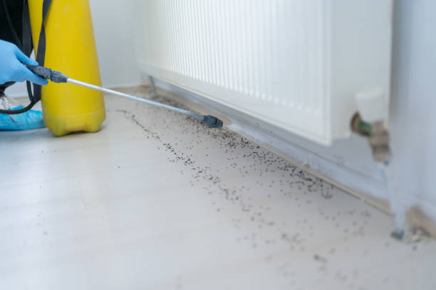 Best Affordable Pest Control Services  in Los Ranchos, CA