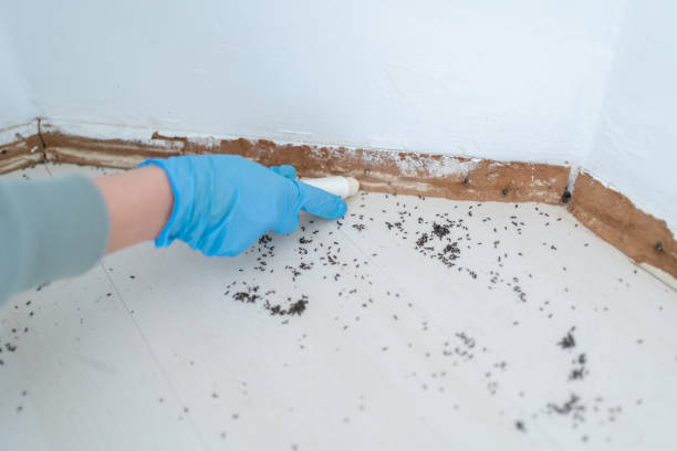 Best Local Pest Control Services  in Los Ranchos, CA