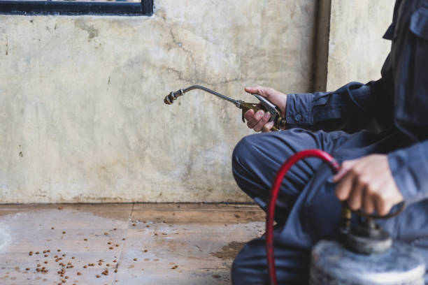 Best Flea Control Services  in Los Ranchos, CA